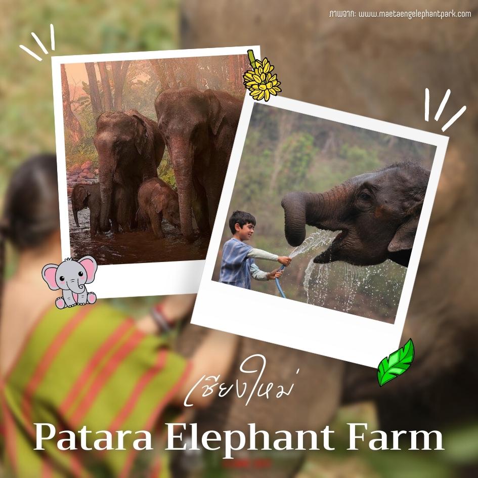 Patara Elephant Farm เชียงใหม่