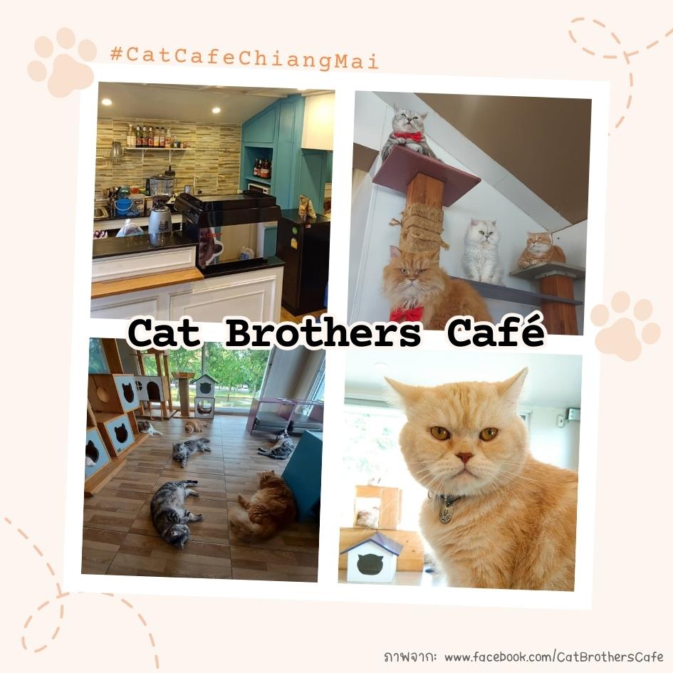 Cat Brothers Cafe เชียงใหม่