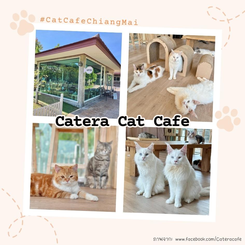 Catera Cat Cafe เชียงใหม่