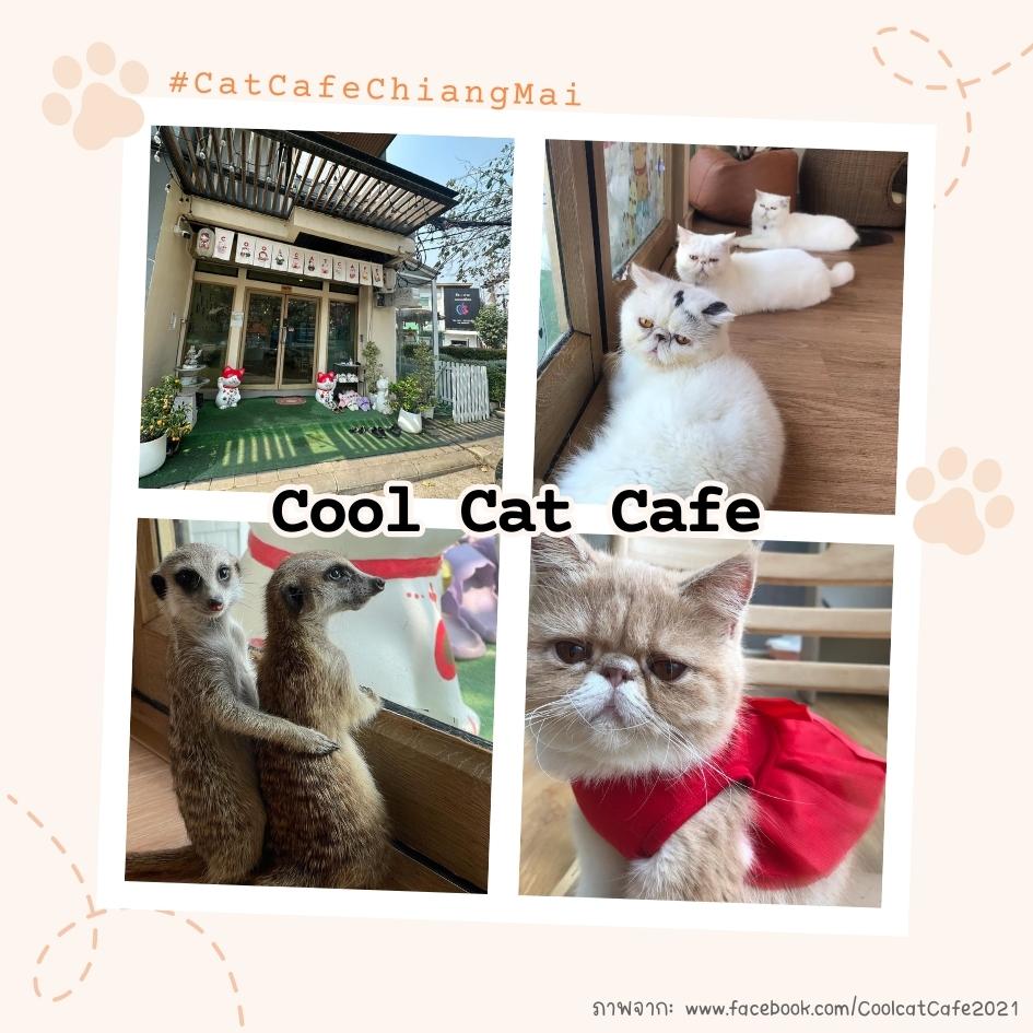 Cool Cat Cafe เชียงใหม่
